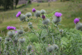 images/thumbs/DSC_1023.gif