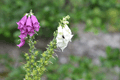 images/thumbs/DSC_1127.gif